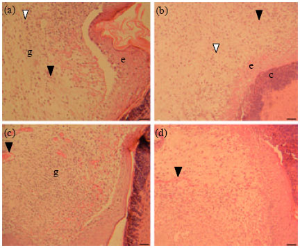 Image for - Histological Evaluation of the Healing Properties of Dead Sea Black Mud on Full-thickness Excision Cutaneous Wounds in BALB/c Mice
