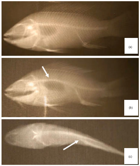 Image for - Skeletal Ossification Impairment in Nile Tilapia (Oreochromis niloticus) after Exposure to Lead Acetate