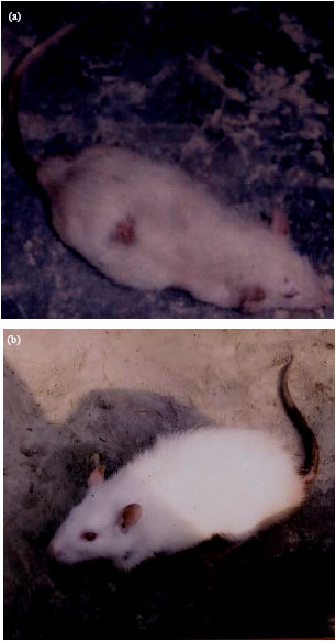 Image for - A Novel Study on Carpet-Dye-Induced Dermatitis and Other Changes in Rattus norvegicus 