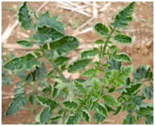 Image for - Molecular Detection and Partial Characterization of Tomato Yellow Leaf Curl  Virus in Sri Lanka
