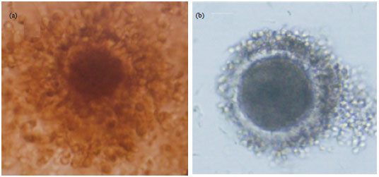 Image for - Ultrastructure and Fertilizing Ability of Limousin Bull Sperm after Storage in Cep-2 Extender with and Without Egg Yolk