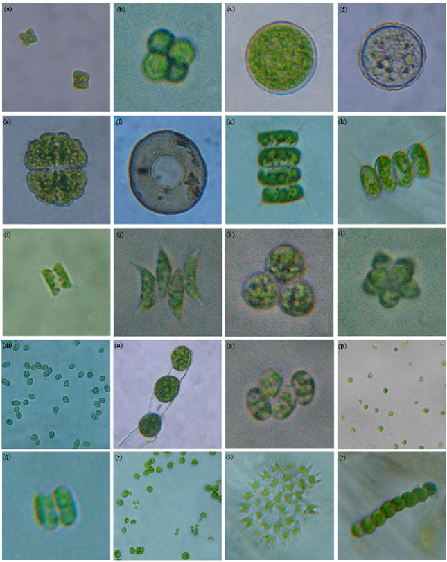 Image for - Biodiversity and Molecular Evolution of Microalgae on Different Epiphytes and Substrates