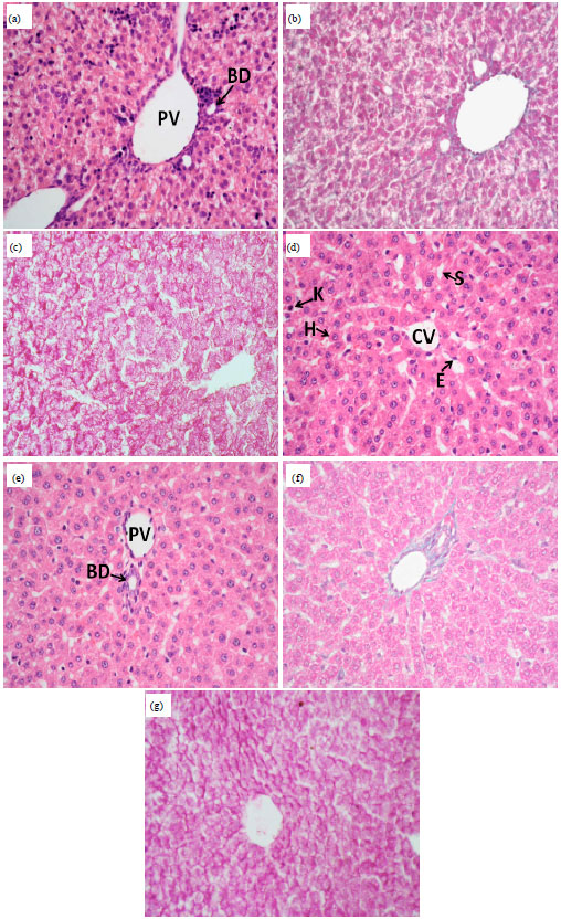Image for - Cytotoxic Effect of Aspartame (Diet Sweet) on the Histological and Genetic Structures  of Female Albino Rats and Their Offspring