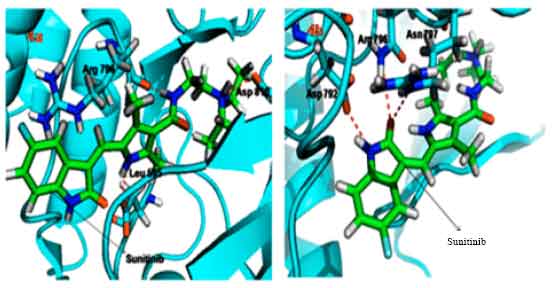 Image for - Structural and Functional Analysis of KIT Gene Encoding Receptor Tyrosine Kinase and its Interaction with Sunitinib and HDAC Inhibitors: An in silico Approach