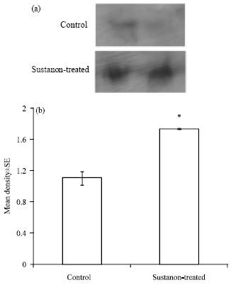 Image for - Effects of Sustanon on the Distribution of Satellite Cells and The Morphology of Skeletal Muscle Fibers During Maturation