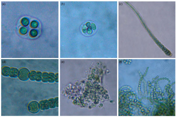 Image for - Biodiversity and Molecular Evolution of Microalgae on Different Epiphytes and Substrates