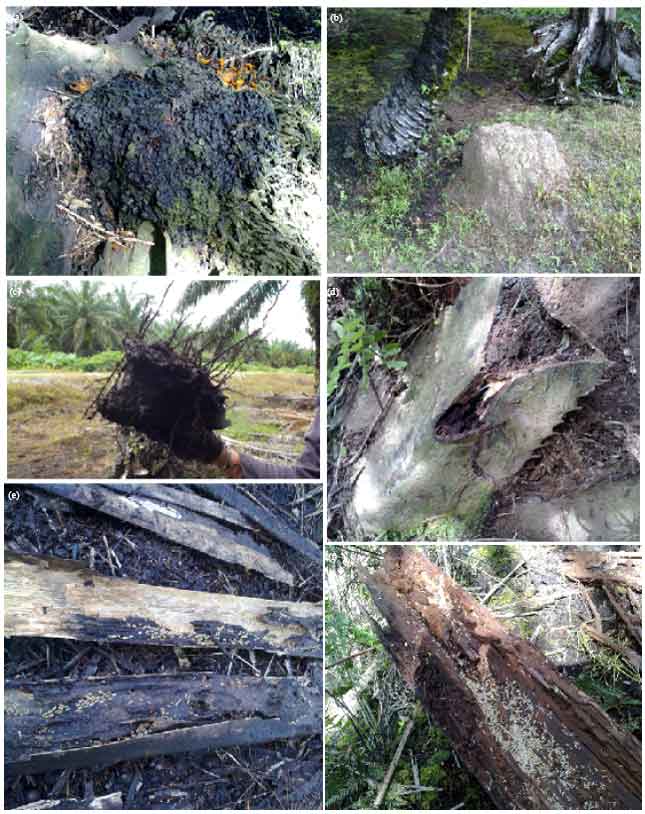 Image for - Biodiversity of Termite (Insecta: Isoptera) in Tropical Peat Land Cultivated with Oil Palms