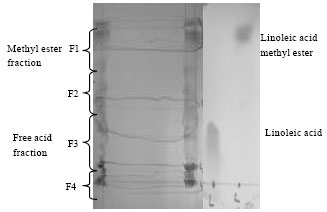 Image for - Isolation of α-glucosidase Inhibitors Produced by an Endophytic Fungus, Colletotrichum sp. TSC13 from Taxus sumatrana
