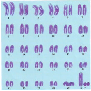 Image for - Analysis of Chromosome and Karyotype in Bali Cattle and Simmental-bali (Simbal) Crossbreed Cattle