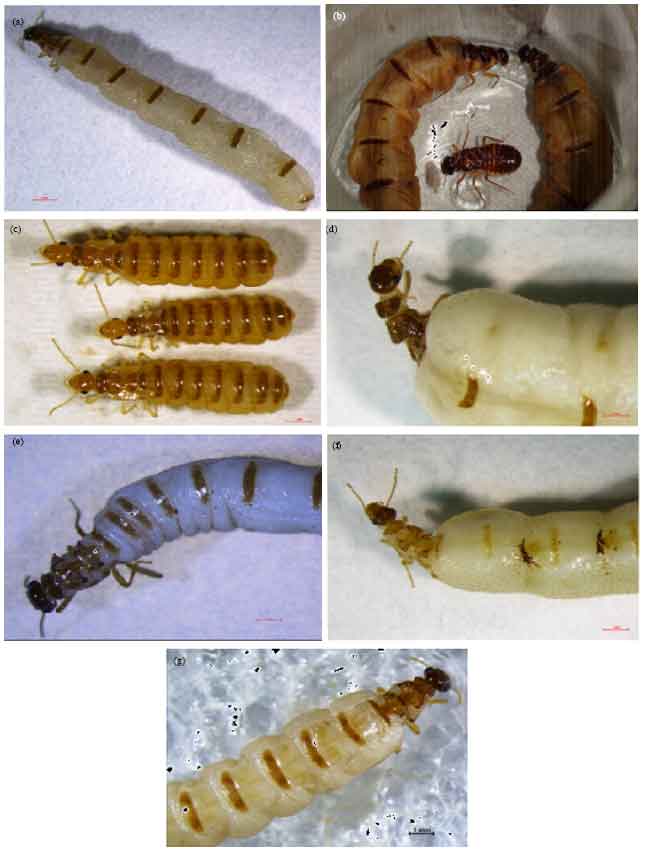 Image for - Biodiversity of Termite (Insecta: Isoptera) in Tropical Peat Land Cultivated with Oil Palms