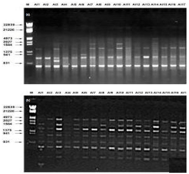 Image for - Frequency Distribution and Assessment of Genetic Diversity of Novel Endophyte Alternaria alternata Accessions Isolated from Pongamia pinnata L.