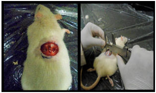 Image for - Oral Dose of Citrus Peel Extracts Promotes Wound Repair in Diabetic Rats