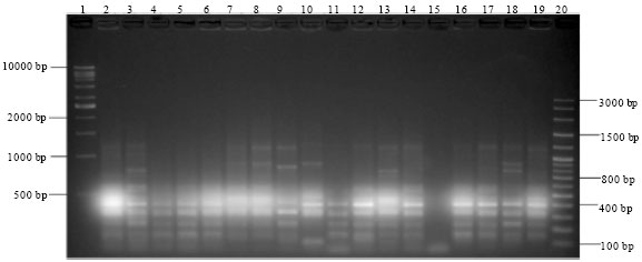 Image for - Genetic Diversity of Escherichia coli Isolated from Ducks and the  Environment Using Enterobacterial Repetitive Intergenic Consensus