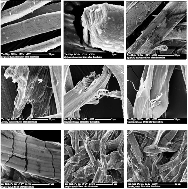 Image for - Dissolution Properties of Silk Cocoon Shells and Degummed Fibers from African Wild Silkmoths