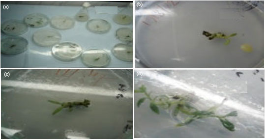 Image for - Direct Organogenesis of Seaside Heliotrope (Heliotropium crassavicum) Using Stem Explants