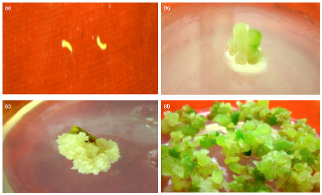 Image for - An Improve Method for Somatic Embryogenesis of Schisandra chinensis (Turcz.) Baillon