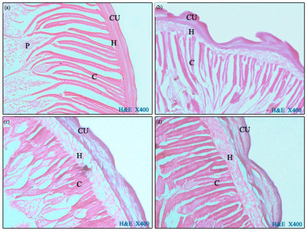 Image for - In Vitro Effect of Nigella sativa Oil on Adult Toxocara vitulorum