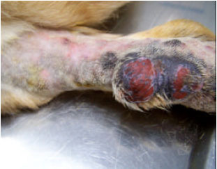 Image for - Nodular Dermatofibrosis in a German Shepherd Dog: Case Report