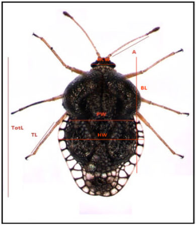 Image for - Morphological Re-description of Cochlochila bullita (Stål) (Heteroptera: Tingidae), a Potential Pest of Orthosiphon aristatus Blume Miq. (Lamiales: Lamiaceae) in Malaysia