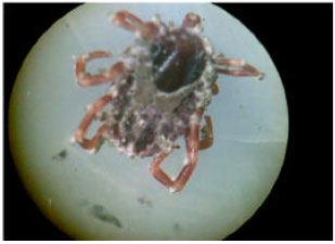 Image for - Metarhizium anisopliae as a Biological Control Agent Against Hyalomma anatolicum (Acari: Ixodidae)