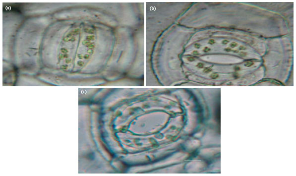 Image for - Differential Role of Ethylene and Hydrogen Peroxide in Dark-induced Stomatal Closure