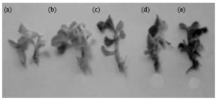 Image for - Adaptive Expression of Host Cell Wall Degrading Enzymes in Fungal Disease: An Example from Fusarium Root Rot of Medicinal Coleus
