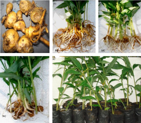 Image for - Effects of Plant Growth Substances on Rooting of Hedychium spicatum under Different Temperature Regimes