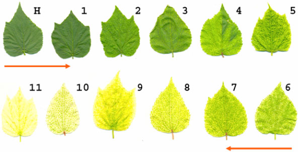 Image for - Indexing of Yellow Vein Mosaic Disease of Mesta (Hibiscus cannabinus)