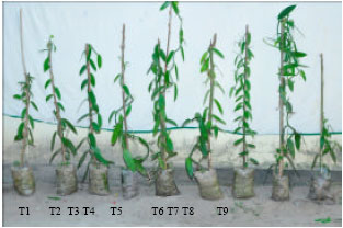 Image for - Combined Inoculation of Pseudomonas fluorescens and Trichoderma harzianum for Enhancing Plant Growth of Vanilla (Vanilla planifolia)