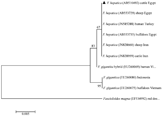 Image for - Molecular and Phylogenetic Status of Fasciola sp., of Cattle in Qena, Upper Egypt