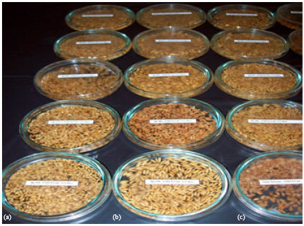 Image for - Natural Herbicide Resistance (HR) to Broad-spectrum Herbicide, Glyphosate  among Traditional and Inbred-cultivated Rice (Oryza sativa L.) Varieties in  Sri Lanka