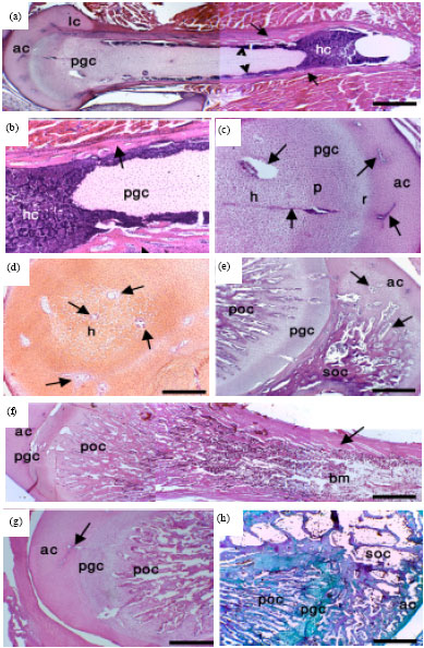 Image for - Ossification of the Femur and Tibia of the Post-Hatching Japanese Quail