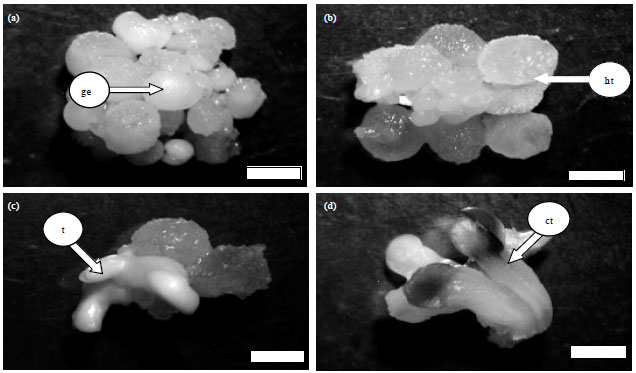 Image for - An Improve Method for Somatic Embryogenesis of Schisandra chinensis (Turcz.) Baillon
