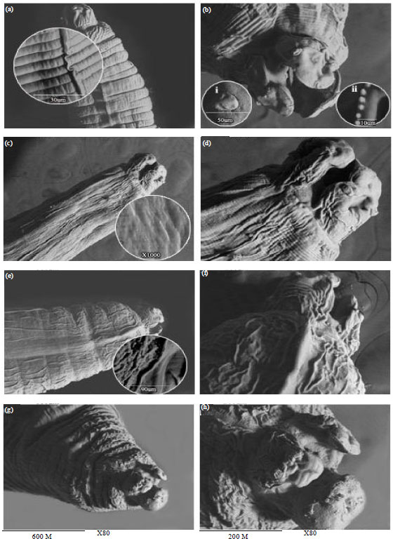 Image for - In Vitro Effect of Nigella sativa Oil on Adult Toxocara vitulorum
