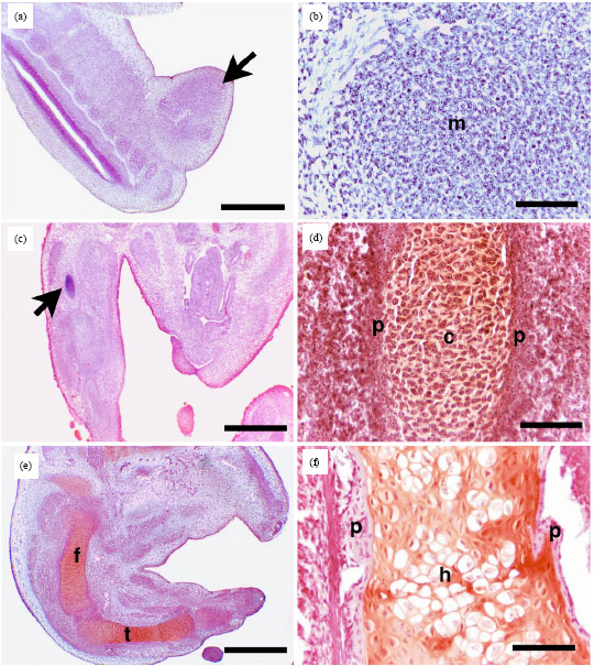 Image for - Long Bone Development in the Japanese Quail (Coturnix coturnix japonica) Embryos
