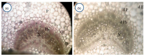 Image for - Effect of Hadda Beetle, Epilachna vigintioctopunctata Fab. (Coleoptera:  Coccinellidae) Infestation on Eggplant Leaf (Solanum melongena L.) and  Bio-control Potential of Essential Oil Formulations