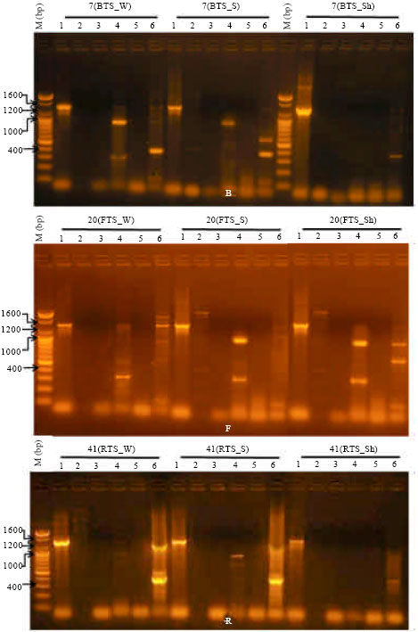Image for - Rapid Identification of Enterovirulent Escherichia coli Strains using Polymerase Chain Reaction from Shrimp Farms