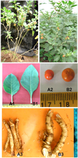 Image for - Distribution Of Withaferin A, an Anticancer Potential Agent, In Different Parts of Two Varieties of Withania somnifera (L.) Dunal. Grown in Sri Lanka