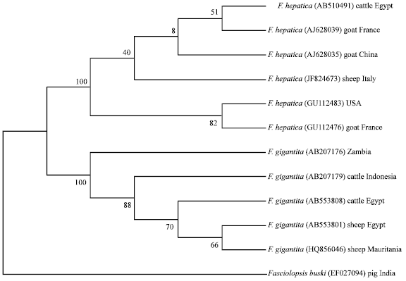 Image for - Molecular and Phylogenetic Status of Fasciola sp., of Cattle in Qena, Upper Egypt