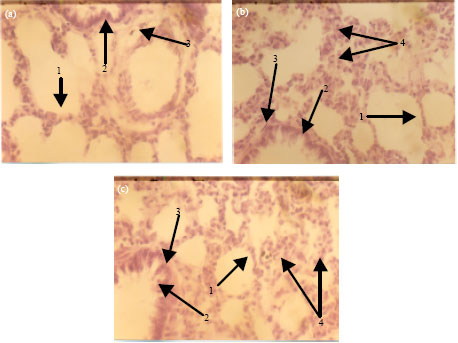 Image for - A Chronic Toxicity Study of the Ground Root Bark of Capparis erythrocarpus (Cappareceae) in Male Sprague-dawley Rats