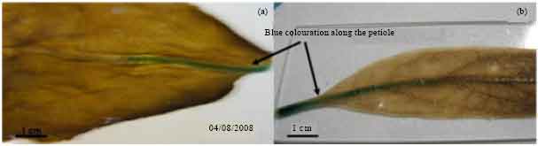 Image for - Transformation of Morinda citrifolia Via Simple Mature Seed Imbibition  Method