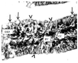 Image for - Topological Organization and Functional Aspects of the Olfactory Epithelium of Whipfin Silver Biddy Gerres filamentosus (Cuvier 1829)