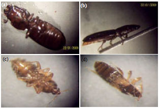 Image for - Incidence of Sitophilus oryzae and Other Stored-product Pests on Cowpea in Local Markets in Accra: Management Strategies Employed by Retailers
