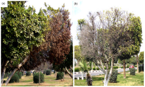 Image for - Dieback and Sooty Canker of Ficus Trees in Egypt and its Control