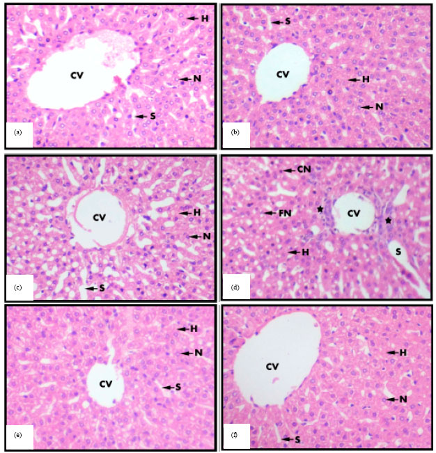 Image for - Effects of Aqueous Extract of Withania somnifera on Some Liver Biochemical and Histopathological Parameters in Male Guinea Pigs