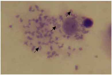 Image for - Industrial Effluent Induced Chromosomal Aberration in Catfish from Ogun River, Lagos, Nigeria