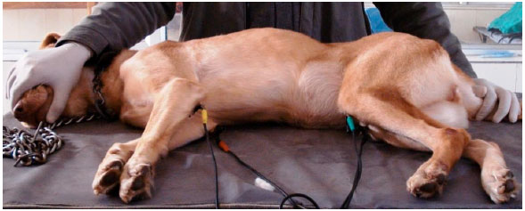 Image for - Reference Values of Six-limb-lead Electrocardiogram in Conscious Labrador Retriever Dogs