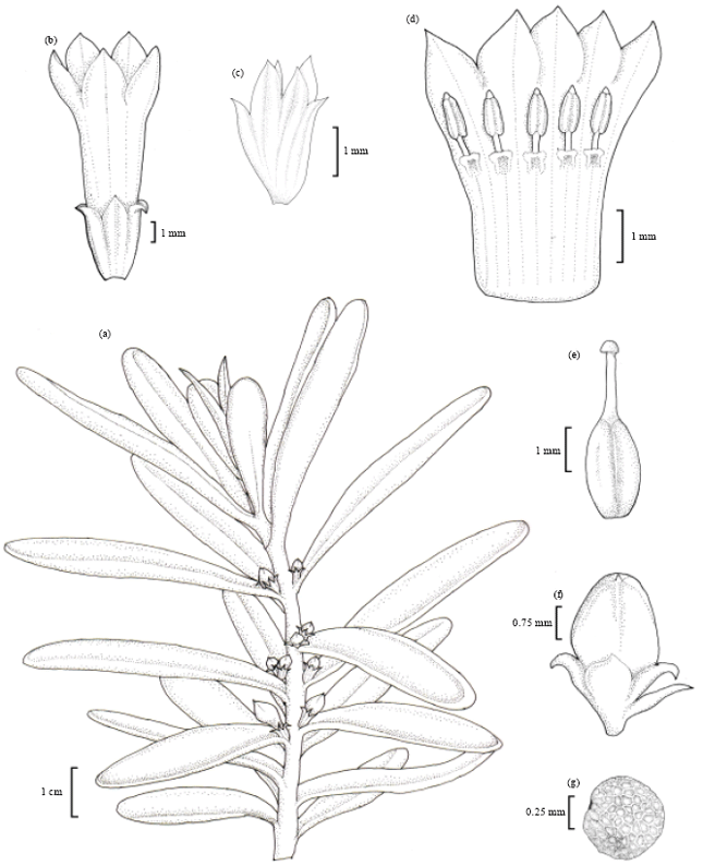 Image for - Biosystematic Studies on Enicostema axillare (Lam.) A. Raynal subsp. Axillare (Gentianaceae) in Peninsular India