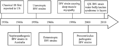 Image for - Emergence of Avian Infectious Bronchitis Virus and its Variants Need Better Diagnosis, Prevention and Control Strategies: A Global Perspective