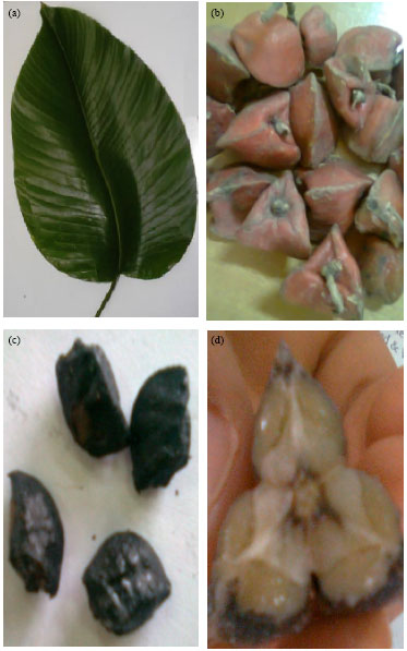 Image for - Analyses of the Leaf, Fruit and Seed of Thaumatococcus daniellii (Benth.): Exploring Potential Uses